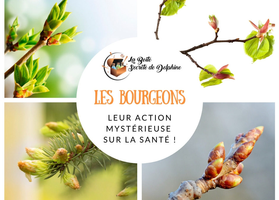 La mystérieuse action des bourgeons sur la santé